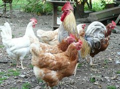 Hahn mit Hühnern
