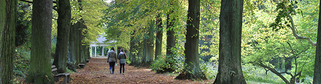 einen Waldweg säumen große Bäume, zwei Spaziergänger im Hintergrund