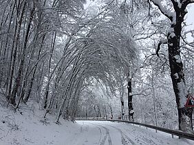 Bäume mit viel Schnee hängen über der Straße
