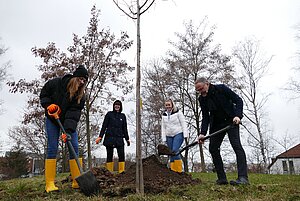 ein Mann benutzt einen Spaten, zwei junge Menschen helfen - es wird ein Baum gepflanzt