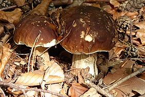 zwei Pilze mit braunen Kappen