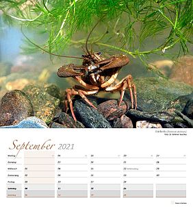 Kalenderblatt September mit einem Edelkrebs